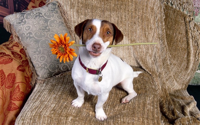 犬の壁紙、写真 #4