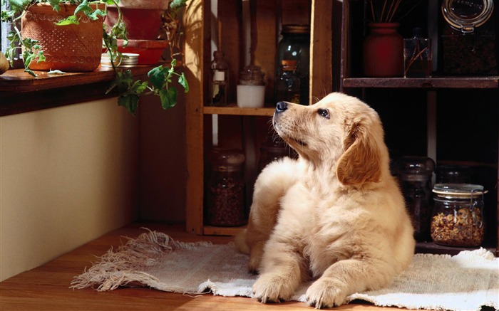 Fondos de pantalla de perros foto #9