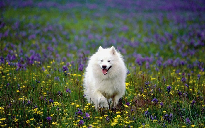 Fondos de pantalla de perros foto #20