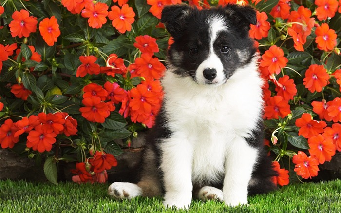 Fond d'écran HD chien mignon #1