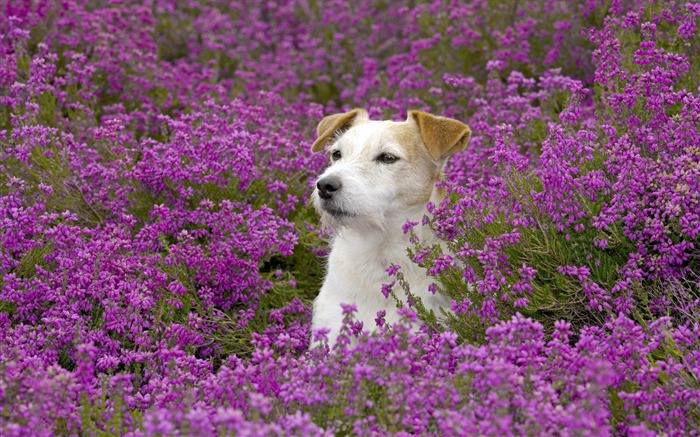 Fond d'écran HD chien mignon #8