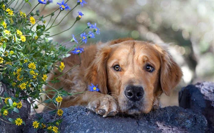 Fond d'écran HD chien mignon #10