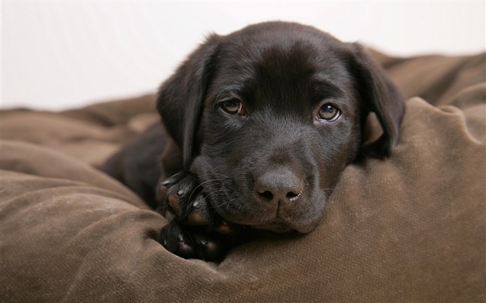 Fond d'écran HD chien mignon #15