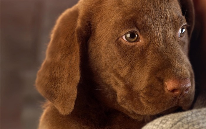 Fond d'écran HD chien mignon #18