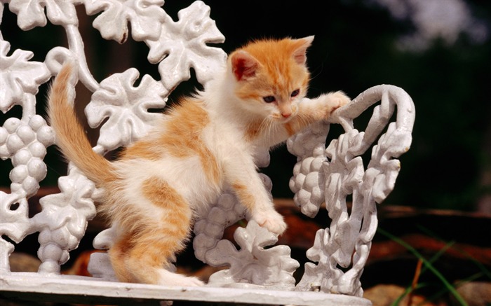 의 HD 벽지 귀여운 고양이 사진 #9