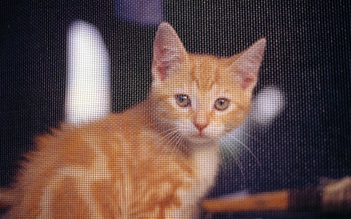 의 HD 벽지 귀여운 고양이 사진 #10