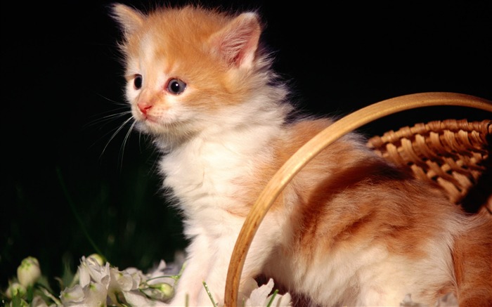 HD fotografía de fondo lindo gatito #13
