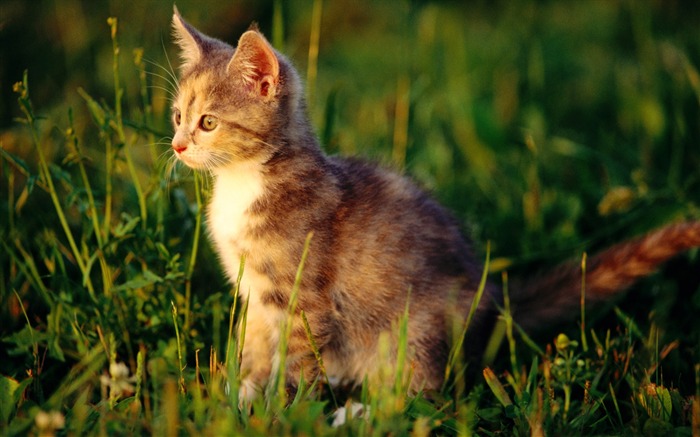 의 HD 벽지 귀여운 고양이 사진 #15