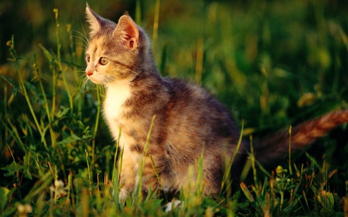 HD fotografía de fondo lindo gatito #15