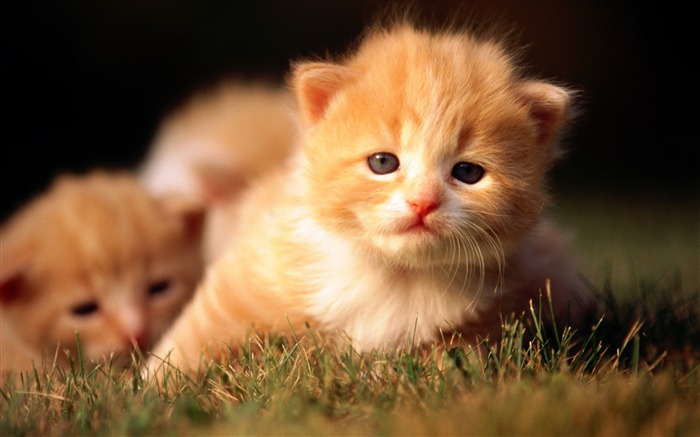 HD wallpaper cute cat photo #35