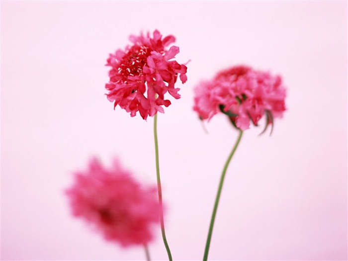 Chambre, le papier peint de fleurs exquises #33