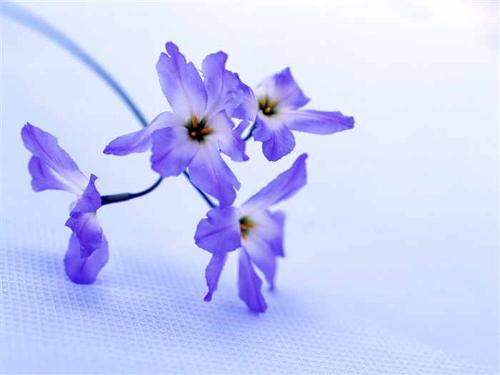 Chambre, le papier peint de fleurs exquises #36