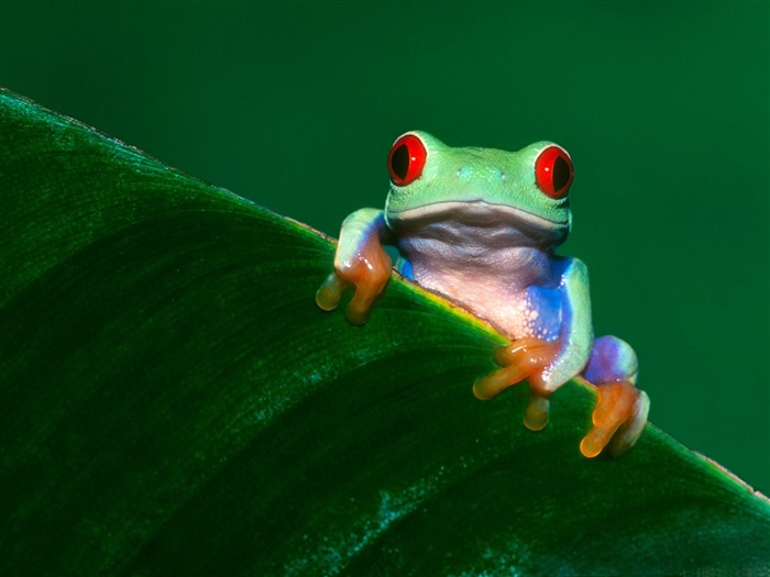 Magnifique écran mondiale des animaux #21