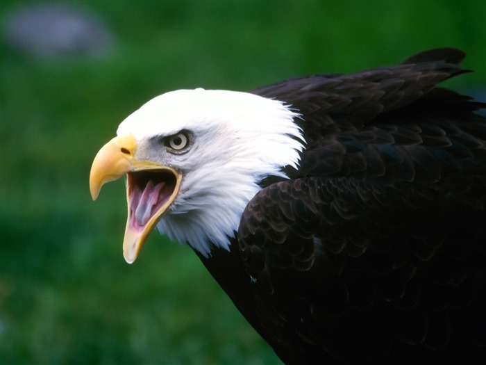 Magnifique écran mondiale des animaux #24