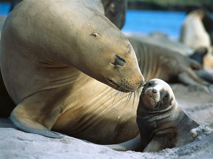 Magnifique écran mondiale des animaux #25