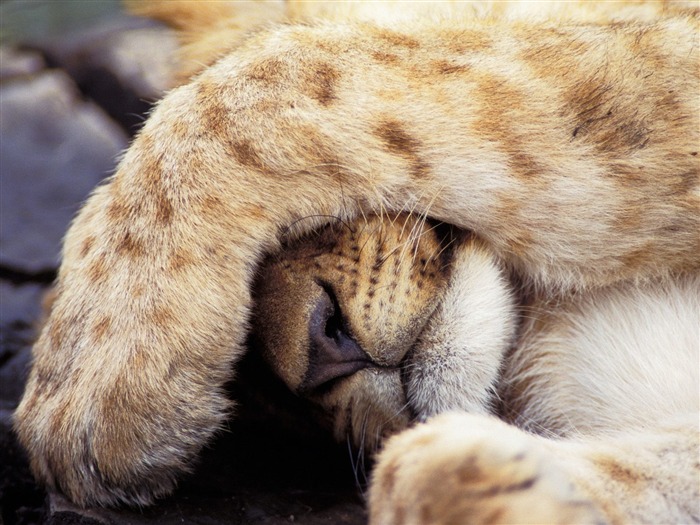 Magnifique écran mondiale des animaux #27