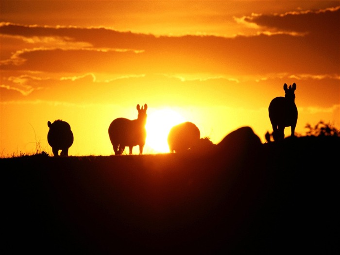 Magnifique écran mondiale des animaux #30