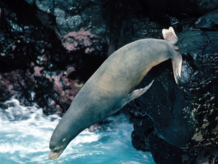 Magnifique écran mondiale des animaux #38