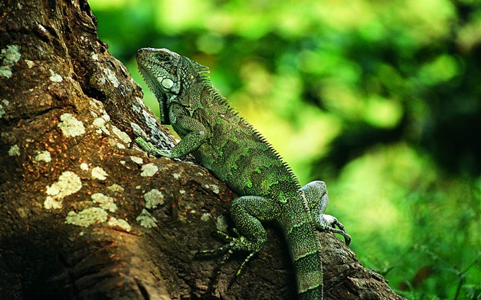 HD álbumes lagarto fondo de pantalla #3