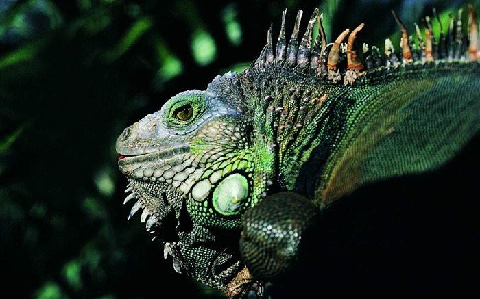 HD álbumes lagarto fondo de pantalla #4