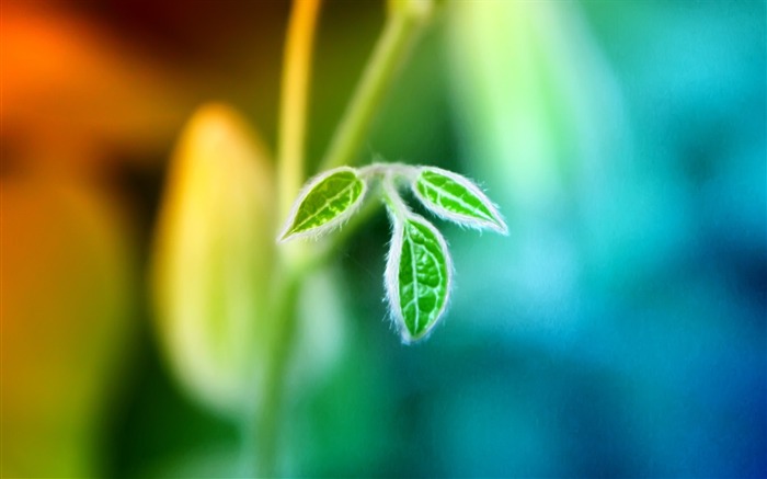 Widescreen HD wallpapers Plants #1