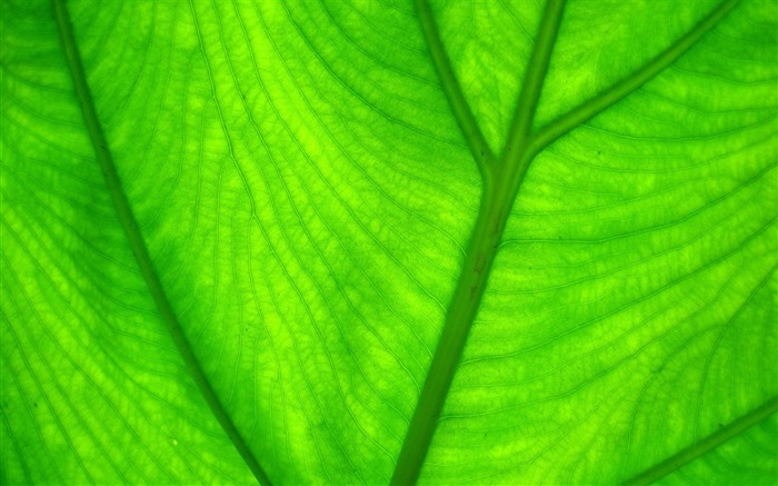 寬屏高清植物壁紙 #5