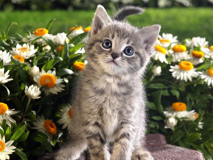  Webshotsの動物の壁紙(3) #1