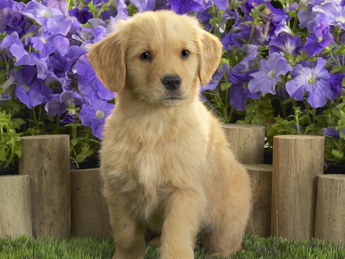  Webshotsの動物の壁紙(3) #2