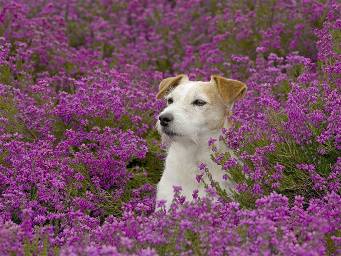  Webshotsの動物の壁紙(3) #14