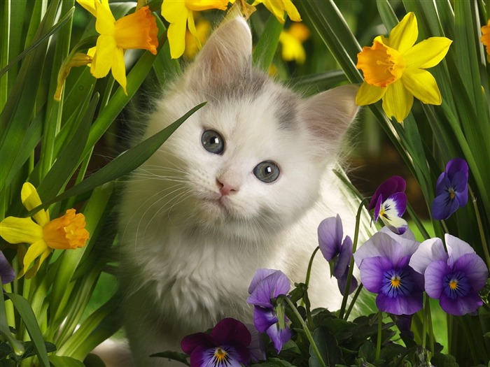  Webshotsの動物の壁紙(3) #17