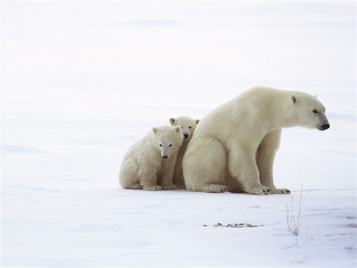 Webshots Fondos de Animales (3) #35