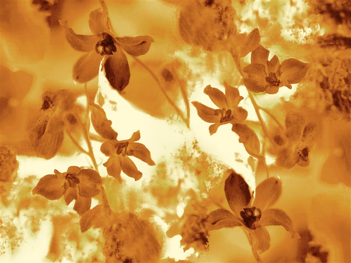 Fondos de pantalla de tinta exquisita flor #15