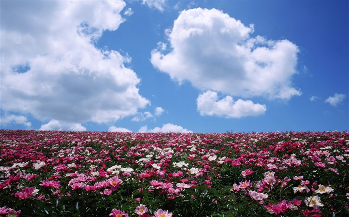 Blauer Himmel, weiße Wolken und Blumen Wallpaper #4