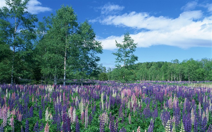 Blue sky white clouds and flowers wallpaper #5