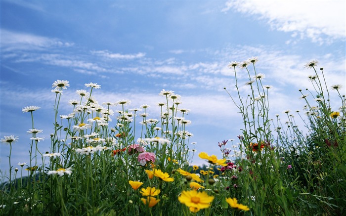 Blauer Himmel, weiße Wolken und Blumen Wallpaper #7