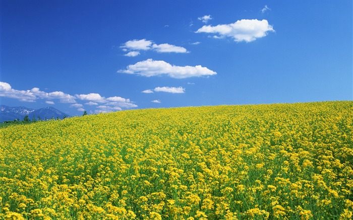 Blauer Himmel, weiße Wolken und Blumen Wallpaper #8