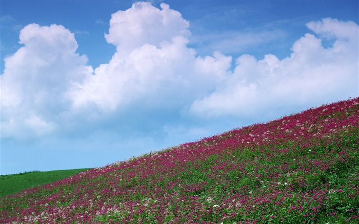 Blue sky white clouds and flowers wallpaper #13