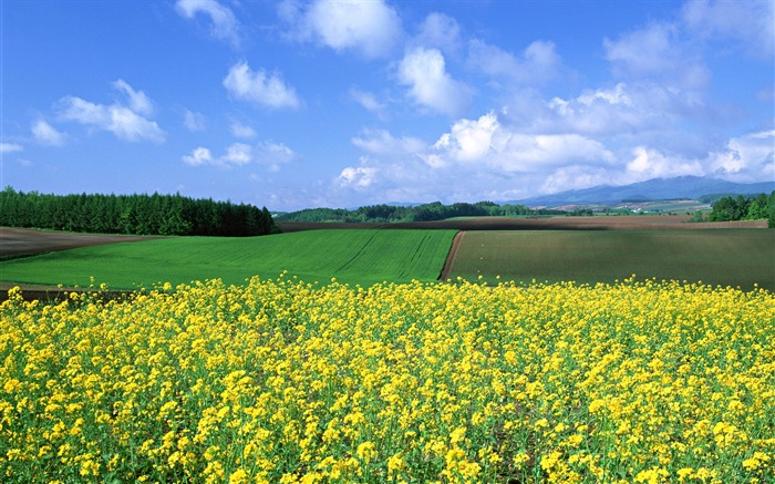 Blue sky white clouds and flowers wallpaper #15