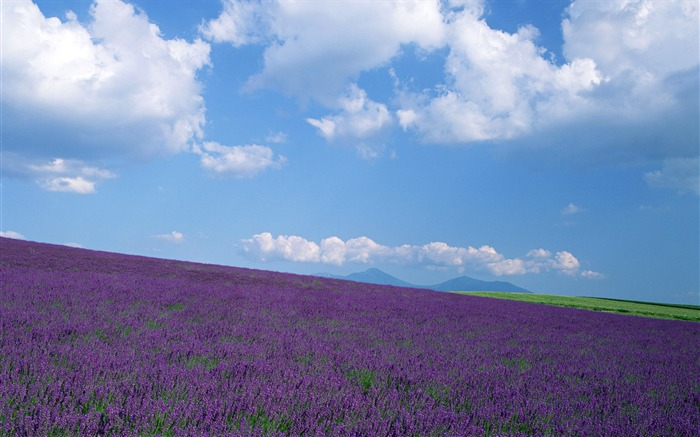 Blauer Himmel, weiße Wolken und Blumen Wallpaper #16