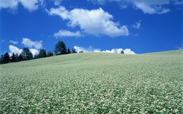 Blauer Himmel, weiße Wolken und Blumen Wallpaper #17