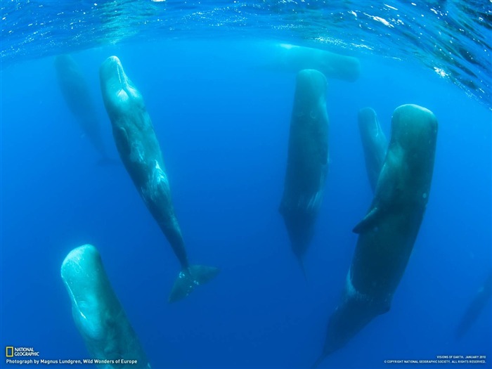 National Geographic Tapety zvířat články (1) #4