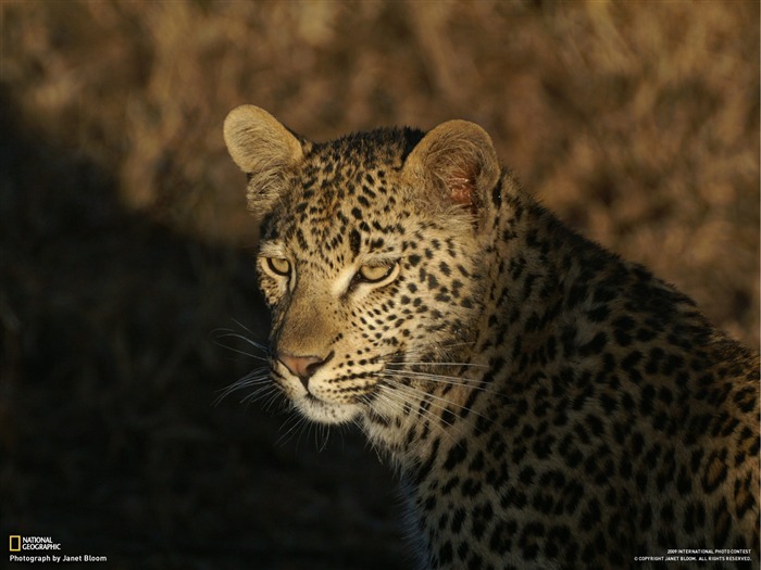 National Geographic Tapety zvířat články (1) #9