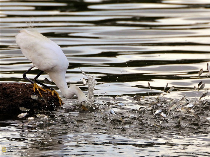 National Geographic Bilder Animal Artikeln (1) #15