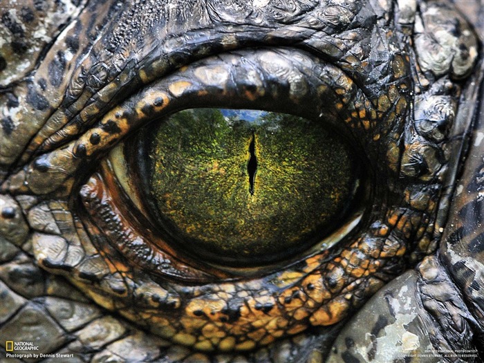 National Geographic Bilder Animal Artikeln (1) #18