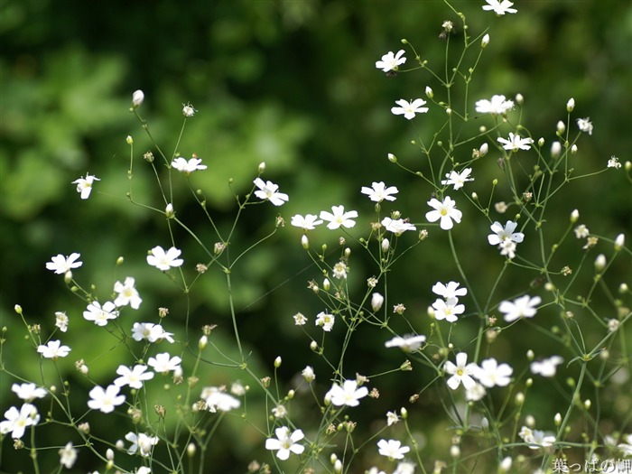 絶妙な花の壁紙 #8