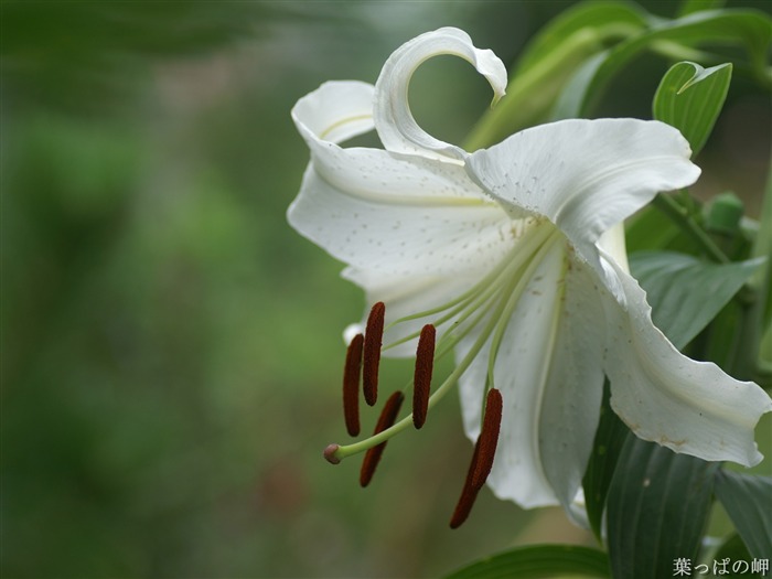 Fleurs exquises d'écran #11