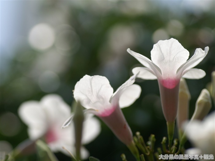 Fleurs exquises d'écran #14