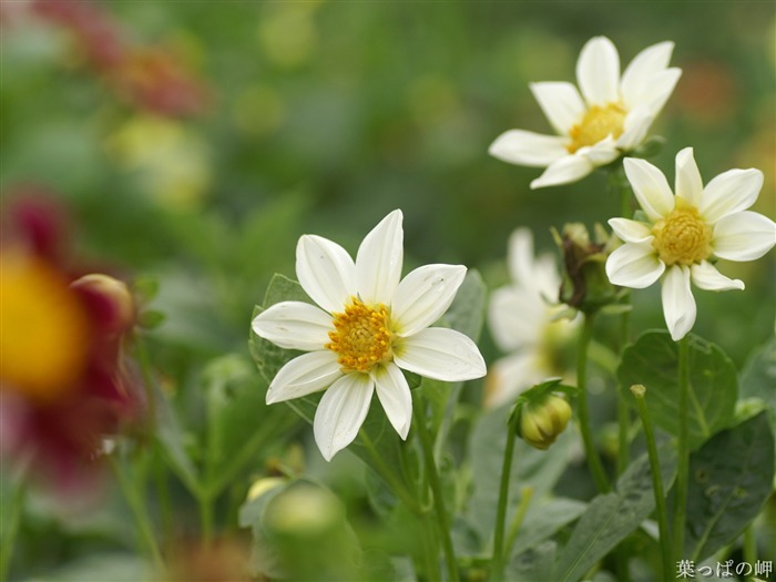 Fleurs exquises d'écran #20