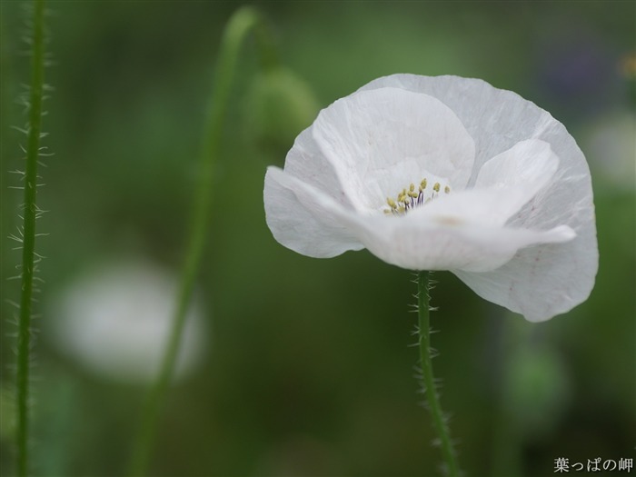 Fleurs exquises d'écran #27