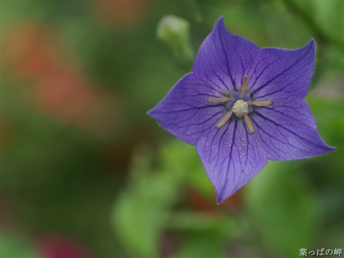 絶妙な花の壁紙 #28